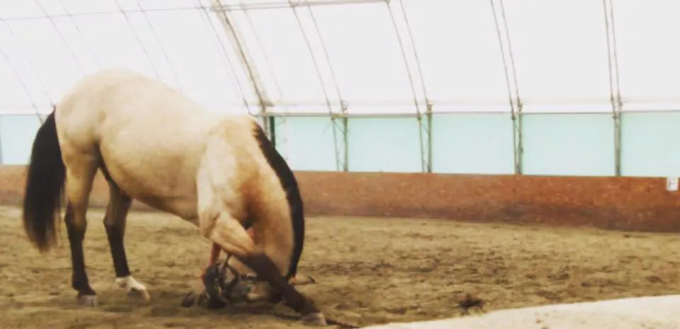 horse bowing in arena