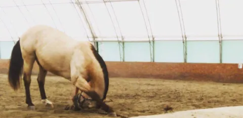 horse bowing in arena