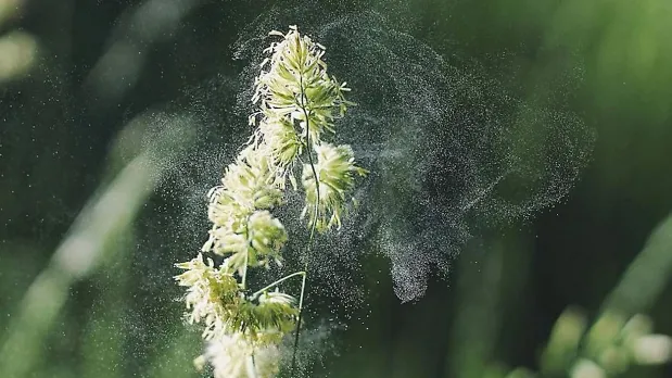 The wind blows large amount of pollen from a plant.