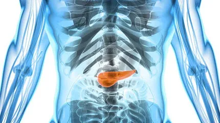Illustration of the pancreas' location in relation to the abdomen and other organs, bones, and blood flow.